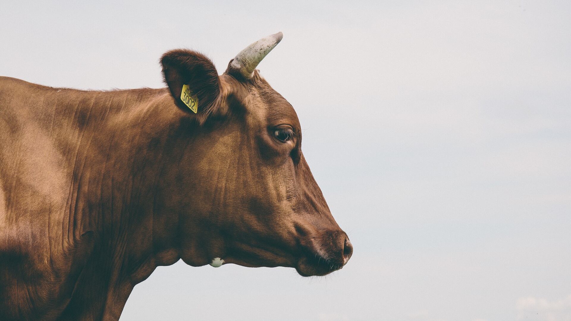 Vaca solta na pista causa grave acidente em SP