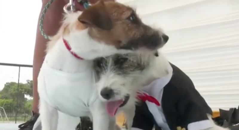 Boda de perros