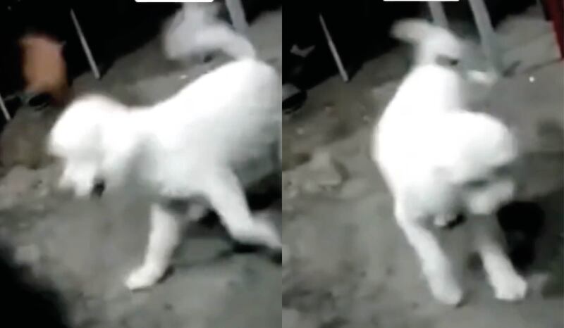 Perro es captado con movimientos extraños