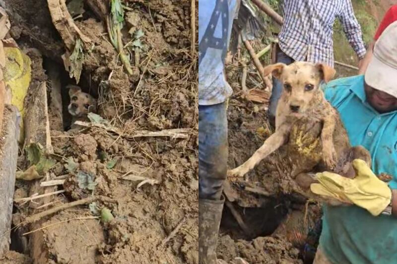 Rescate de perro