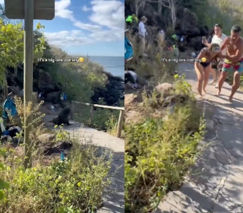 Un lobo marino en Galápagos ahuyentó a un grupo de turistas que se acercó demasiado a su hábitat.