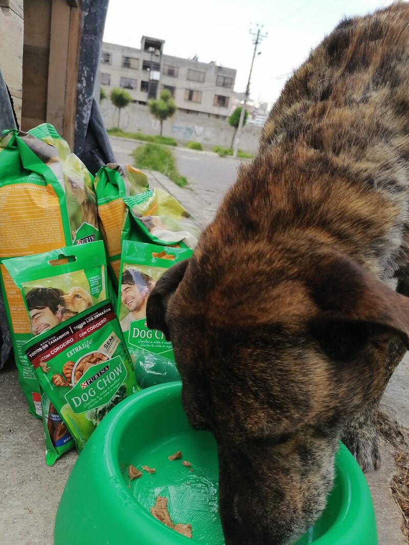 Manchas feliz con su donación de Dog Chow de Nestlé