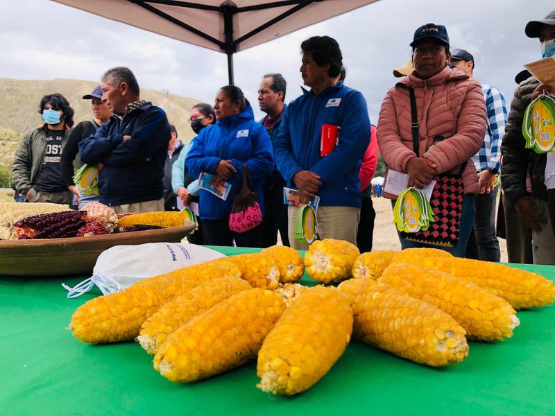 La nueva variedad de maíz chulpi fue presentada a los productores de la provincia de Cotopaxi.