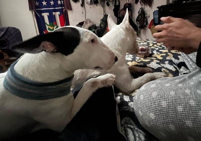 Bulldog terrier desaparecida en Quito