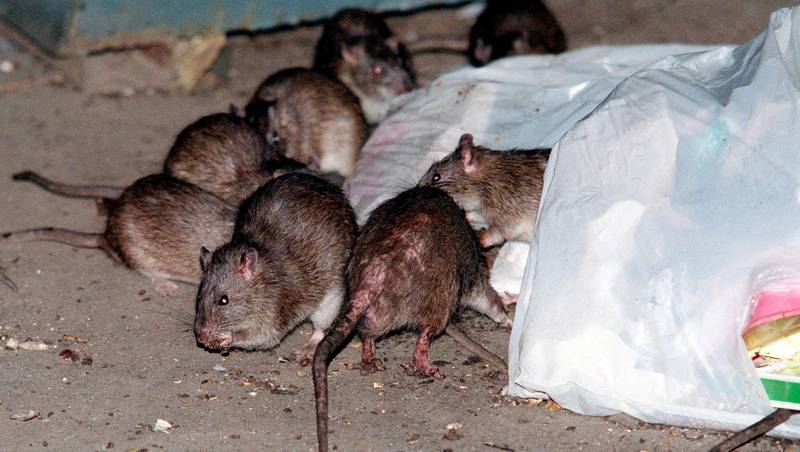 Eliminar las ratas de la casa en Panamá