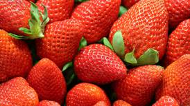 Descubre el secreto detrás del reto visual que hace ver a las fresas poco apetitosas
