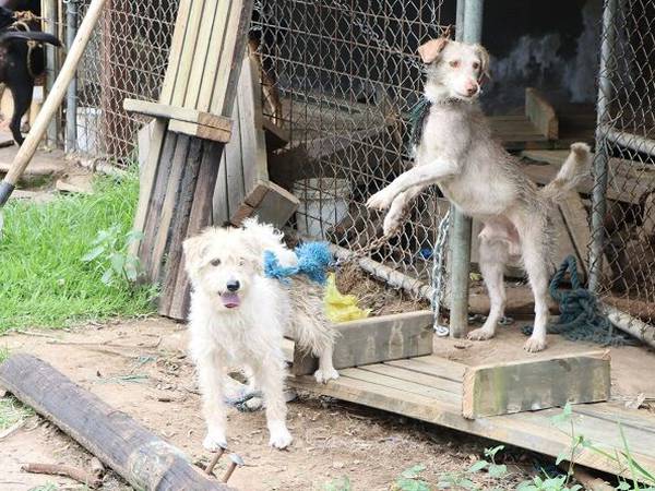 Rescatan a siete perros que se encontraban encadenados en el parque Itchimbía
